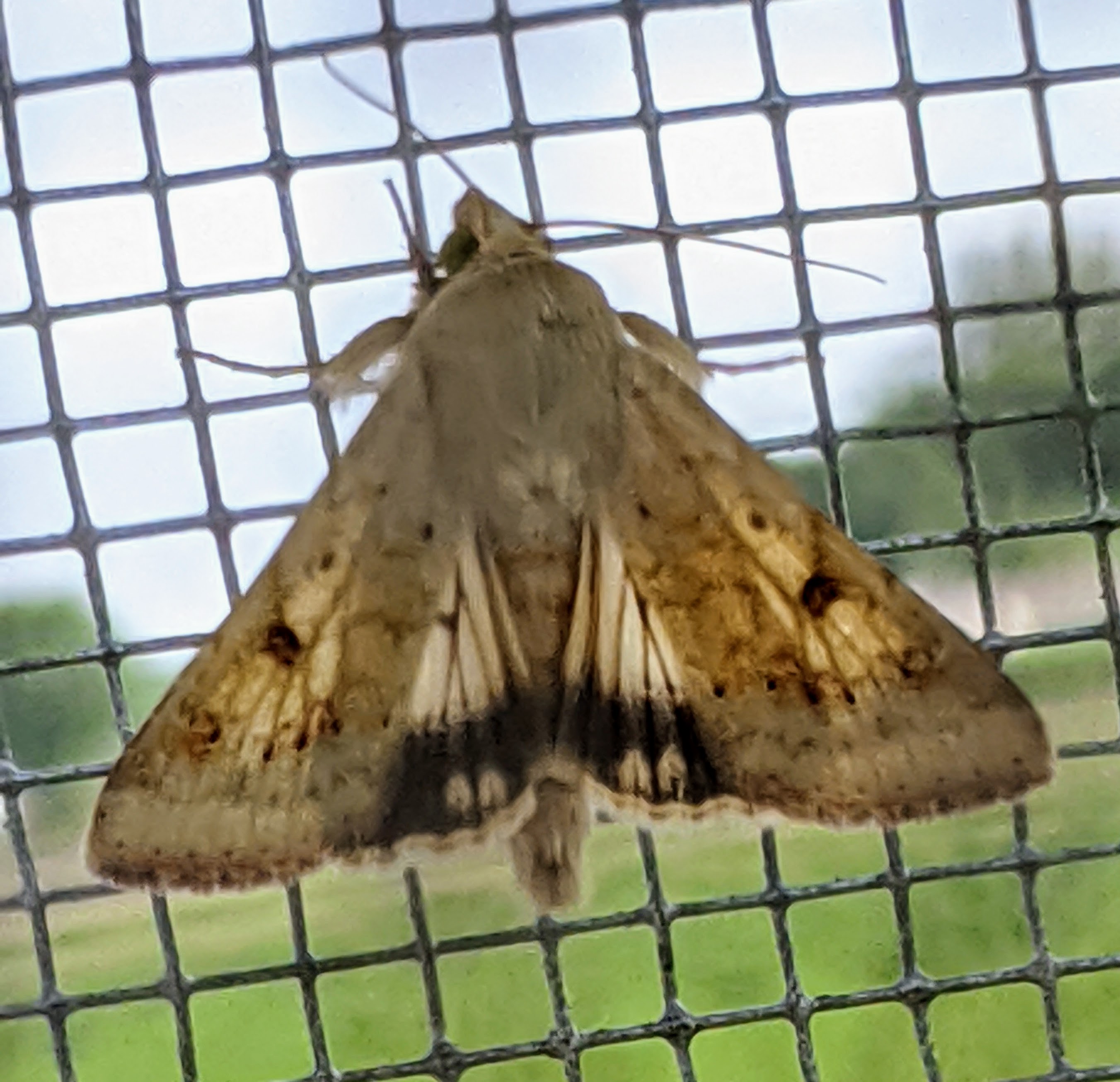 Corn earworm moths 